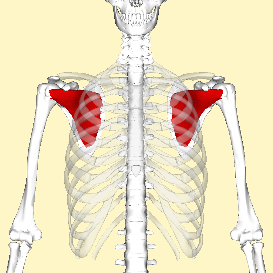 Test Namnge skelettmuskler på överkroppen nivå 2