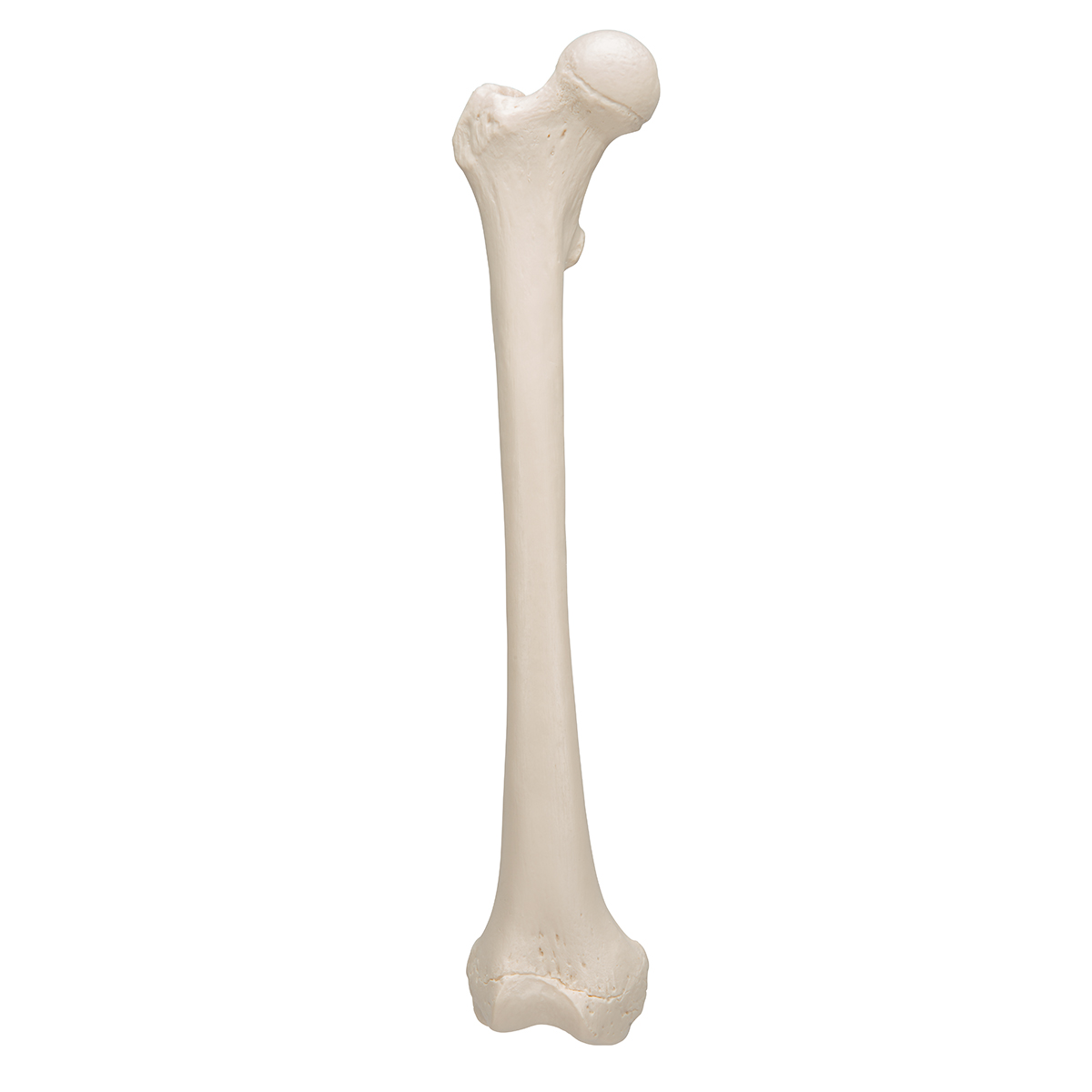 Now bone. Бедренная кость 3д. Бедренная кость 3 д анатомия. Большеберцовая кость 3d. Бедренная кость человека.